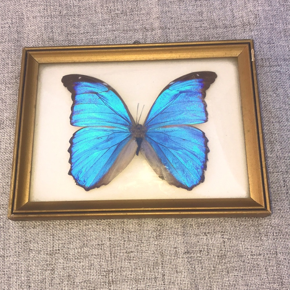 FRAMED BLUE MORPHO BUTTERFLY (MORPHO MENELAUS)
